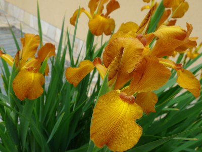 Holiday apartment Sole - Environment photo 35