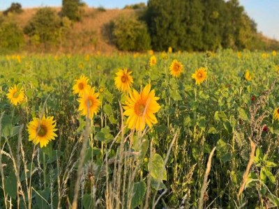 Holiday house Abgeschiedenes Waldrefugium in Gjol-By Traum - Outdoor photo 24
