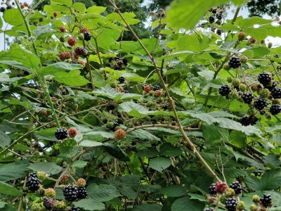 Holiday house 6 person holiday home in Sæby-By Traum - Outdoor photo 14