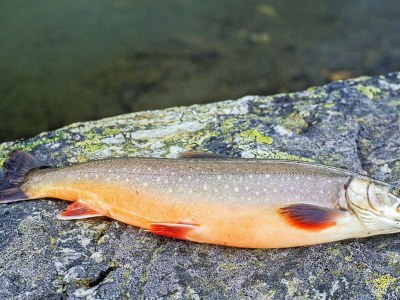 Holiday house 4 person holiday home in Botnhamn - Outdoor photo 26