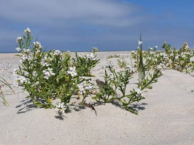 Holiday house 6 person holiday home in Henne-By Traum - Outdoor photo 17