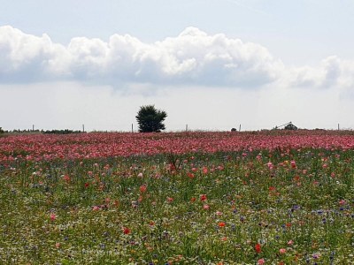 Holiday house 5 Personen Ferienhaus in Hejls-By Traum - Outdoor photo 33