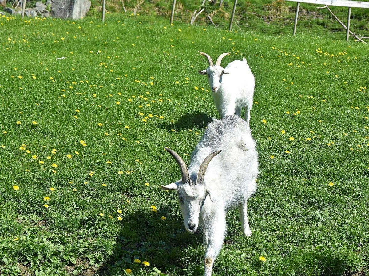 Apartment 6 Personen Ferienhaus in Onarheim - Outdoor photo 5