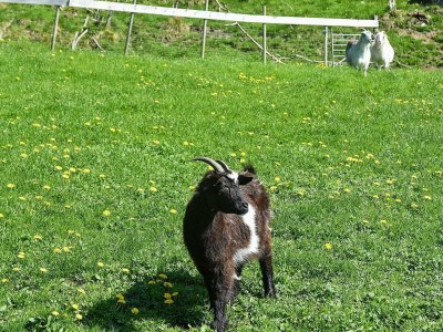Apartment 6 Personen Ferienhaus in Onarheim - Outdoor photo 29