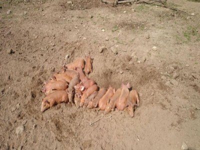 Holiday house Nice vacation home in Horssen with garden - Outdoor photo 40