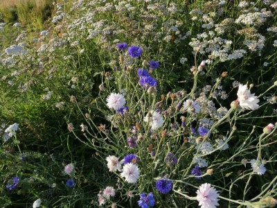 Holiday house Modernes Refugium mit Blick -- By Traum Ferienwohnungen - Outdoor photo 36