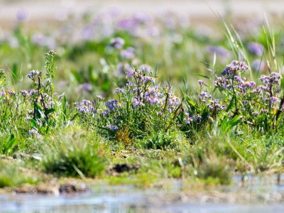 Holiday house 6 Personen Ferienhaus in Fanø-By Traum - Outdoor photo 26