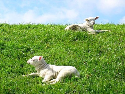 Holiday house Holiday Home in De Koog near the Sea - Environment photo 22