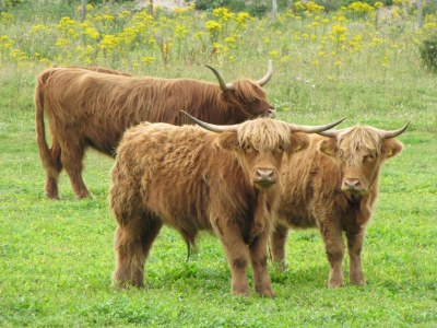 Holiday house Holiday Home in De Koog near the Sea - Environment photo 24