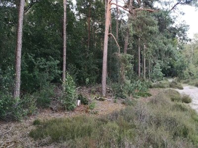 Chalet Chalet in Stegeren near Hiking Trails - Environment photo 37