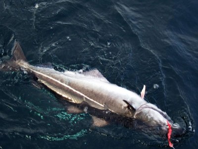 Holiday house 4 person holiday home in Rebbenes - Outdoor photo 9