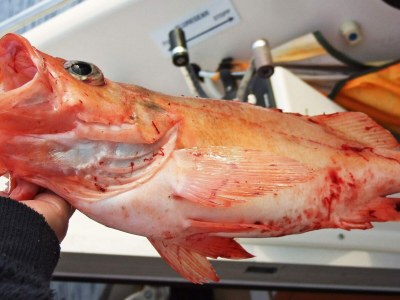 Holiday house 4 person holiday home in Rebbenes - Outdoor photo 12