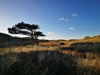 Holiday house 6 person holiday home in Ulfborg-By Traum - Outdoor photo 7
