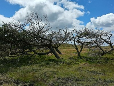 Holiday house 6 person holiday home in Ulfborg-By Traum - Outdoor photo 35