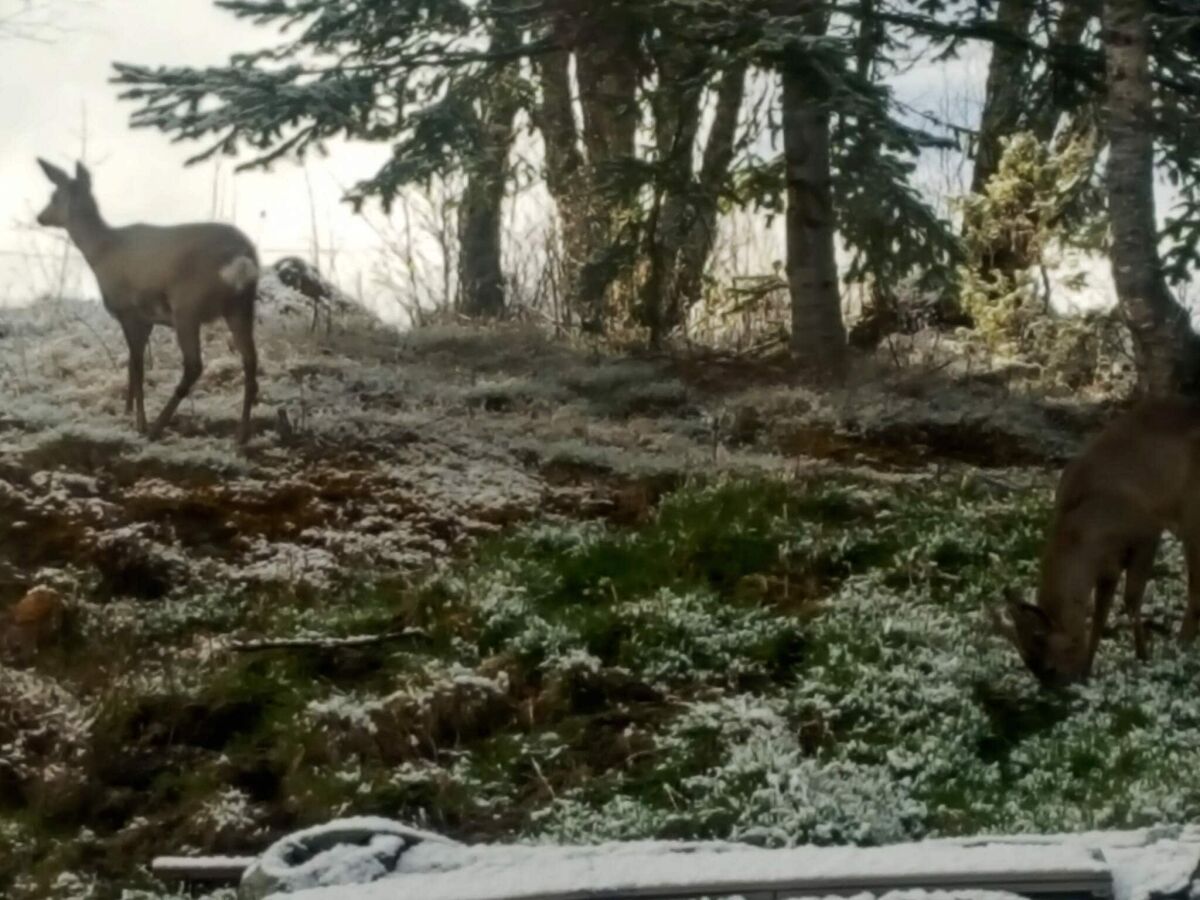 Holiday house Cozy Cottage Retreat in Trend-By Traum - Outdoor photo 3