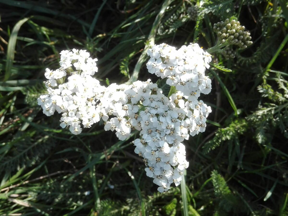 Holiday house 7 Personen Ferienhaus in Bredebro-By Traum - Outdoor photo 3