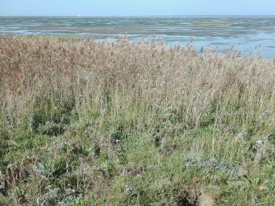 Holiday house 7 Personen Ferienhaus in Bredebro-By Traum - Outdoor photo 14