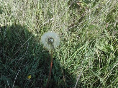 Holiday house 7 Personen Ferienhaus in Bredebro-By Traum - Outdoor photo 36
