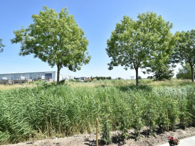 Holiday house Attraktives Ferienhaus in Oude mit Garten - Outdoor photo 8