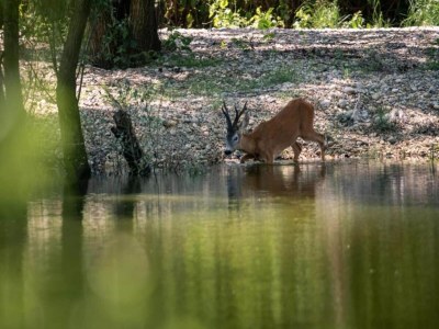 Villa Villa in Medvidici mit Pool nahe Porec Strand - Environment photo 24