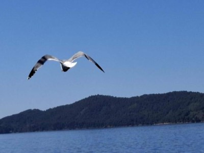 Apartment Apartment in Petrcane by the Sea - Environment photo 38