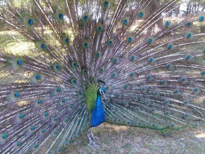 Apartment Dubrovnik Coastal Gem - Outdoor photo 40