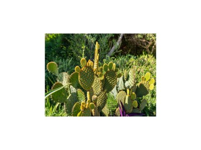 Holiday house Geräumiges Ferienhaus in Bibinje mit Garten - Outdoor photo 71