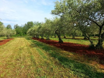 Apartment Apartment in Novalja near Zrće Beach - Environment photo 20