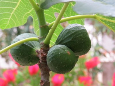 Apartment Seaside Bliss in Mandre - Outdoor photo 9