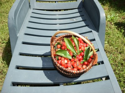 Holiday house Charming Villa with Pool in Zbandaj - Outdoor photo 26