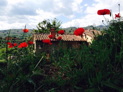 Holiday house between Florence and Lucca - Outdoor photo 11