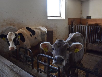 Holiday apartment Wieserhof - Outdoor photo 15