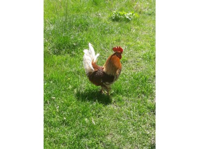 Holiday apartment Wieserhof - Outdoor photo 17