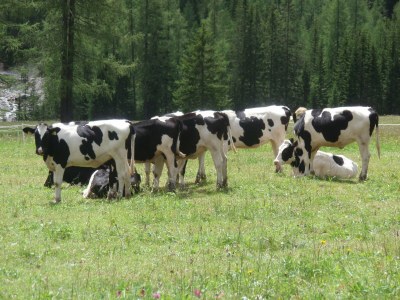 Holiday apartment Fichtentraum - Environment photo 24