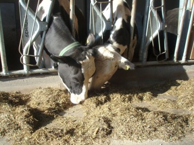 Holiday apartment Fichtentraum - Environment photo 25