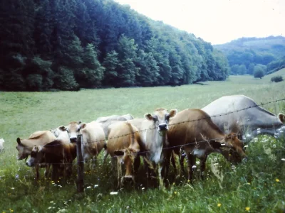 Holiday apartment Felicitas - Environment photo 11