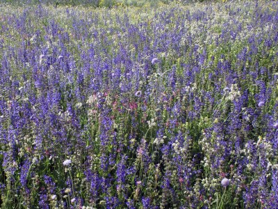 Cottage Rustico / Pütschai alpine hut - Outdoor photo 11