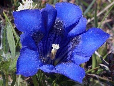 Cottage Rustico / Pütschai alpine hut - Outdoor photo 14