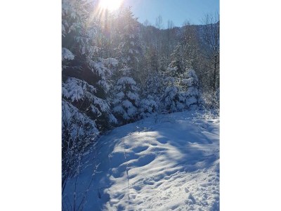 Holiday apartment Zur urigen Kiefer - Outdoor photo 15