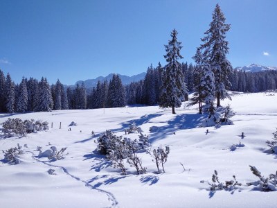 Holiday apartment Zur urigen Kiefer - Outdoor photo 18