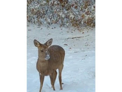 Holiday apartment Zur urigen Kiefer - Outdoor photo 25