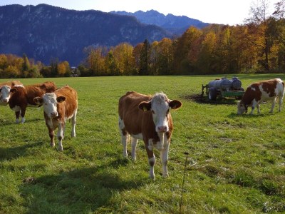 Holiday apartment Zur urigen Kiefer - Outdoor photo 31