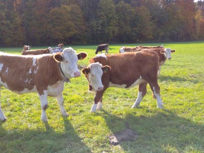 Holiday apartment Zur urigen Kiefer - Environment photo 33