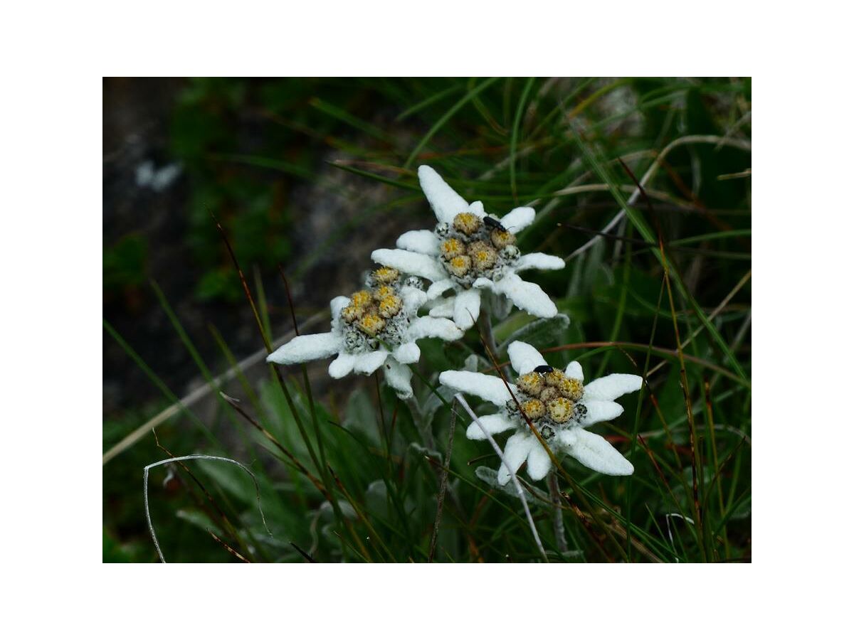 Apartment Ferienwohnung Dominik - Outdoor photo 5