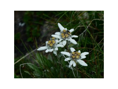Apartment Ferienwohnung Dominik - Outdoor photo 5