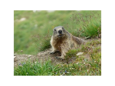 Apartment Ferienwohnung Dominik - Outdoor photo 6