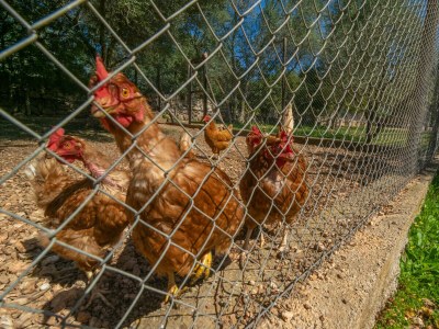 Villa Can Prim 6 - Environment photo 52