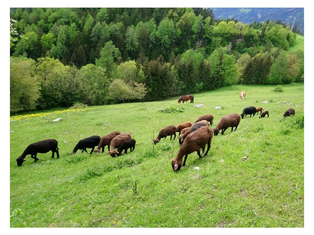 Apartment Chalet Valentina - Outdoor photo 2