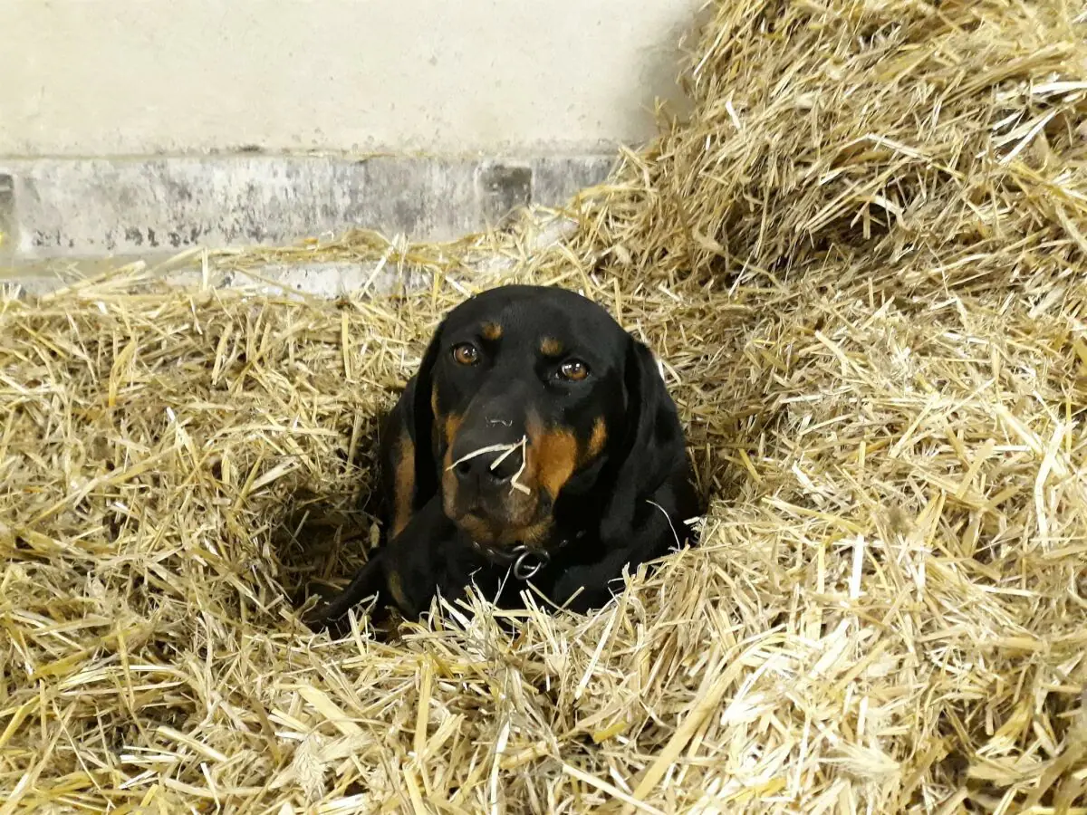 Apartment Chalet Valentina - Outdoor photo 5