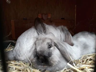 Apartment Chalet Valentina in Flattach - Apartment